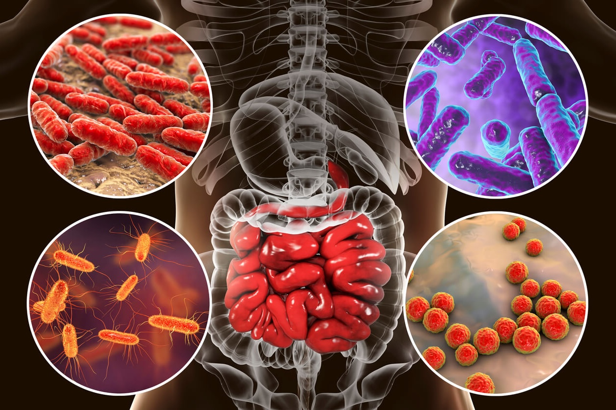 Microbiota y salud intestinal